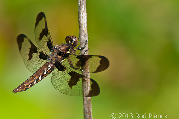 Common Whitetail Skimmer Dragonfly, Summer Safaris, Michigan