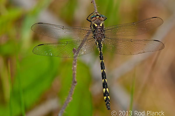 Twin-spotted Spiketail Dragonfly, Summer Safaris, Michigan