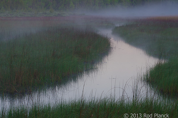 Foggy Bog, Summer Safaris, Michigan