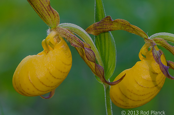 Yellow Lady's-slipper Orchid, Summer Safaris, Michigan
