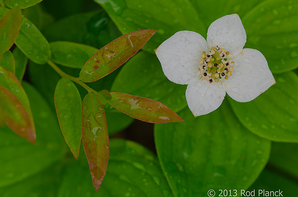 Bunchberry, Summer Safaris, Michigan