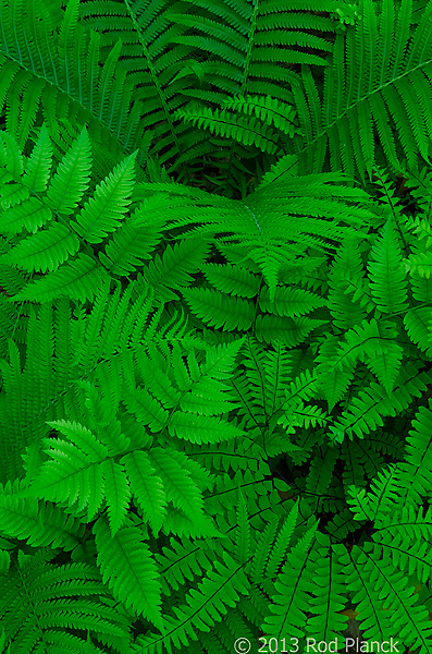 Ferns, Summer Safaris, Michigan