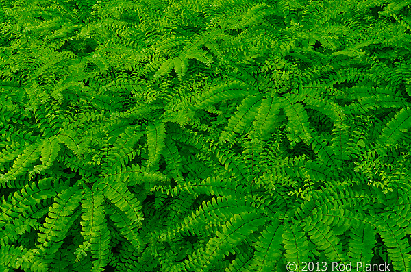Maidenhair Fern, Summer Safaris, Michigan
