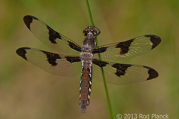 Common Whitetail Skimmer Dragonfly, Summer Safaris, Michigan