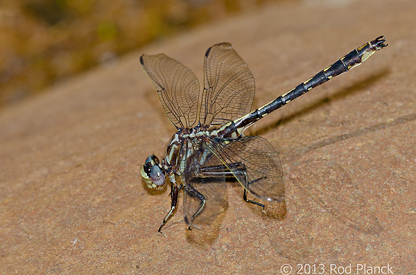 Lancet Clubtail, Summer Safaris, Michigan