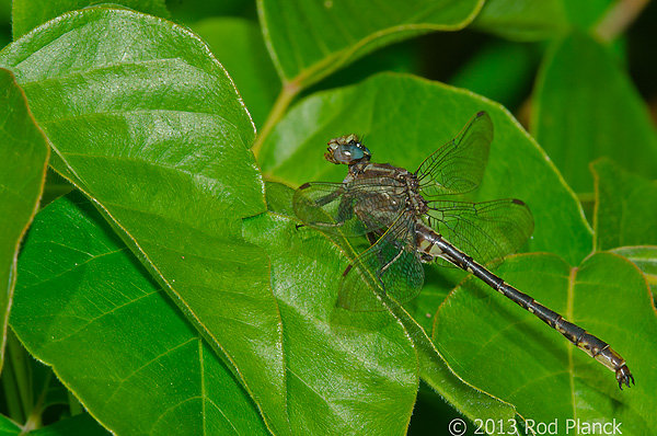 Lancet Clubtail, Summer Safaris, Michigan
