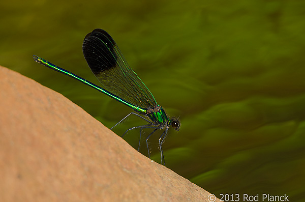 River Jewelwing, Damselfly, Summer Safaris, Michigan