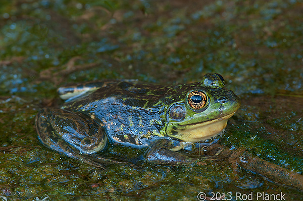 Mink Frog, Summer Safaris, Michigan