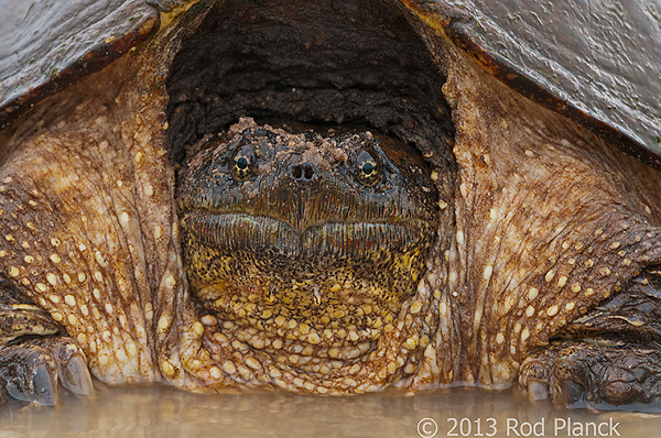Snapping Turtle, Laying Eggs, Summer Safaris, Michigan