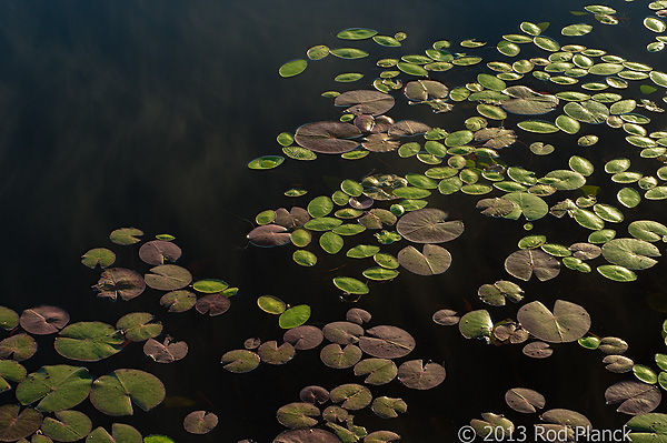 Lily Pads and Pond Shield, Summer Safaris, Michigan