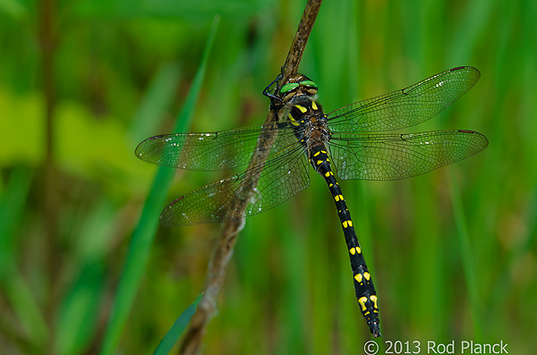 Twin-spotted Spiketail Dragonfly, Summer Safaris, Michigan