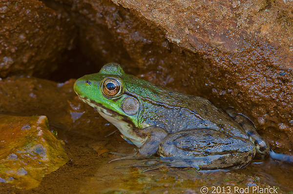 Green Frog, Summer Safaris, Michigan