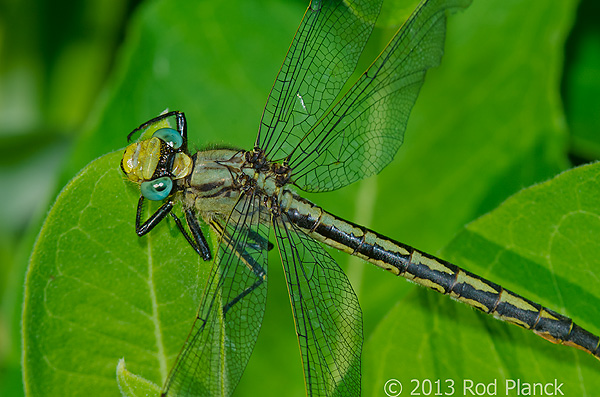 Horned Clubtail, Dragonfly, Summer Safari, Michigan