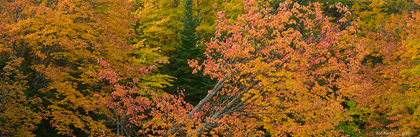 Driggs River, Autumn, Northern Michigan