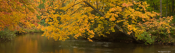 Driggs River, Autumn, Northern Michigan