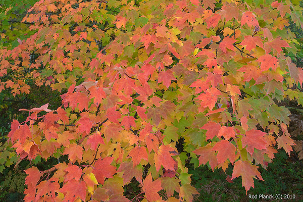 Maple Leaves, Autumn, Michigan