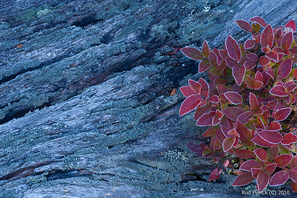 Pine Stump and Autumn Blueberry Bush, Northern Michigan