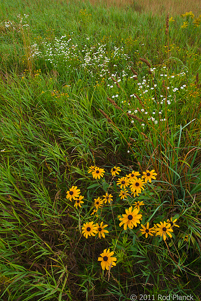 Tahquamenon Watershed, Seney National Wildlife Refuge and Niagara Escarpment, Michigan - All Skill Levels Workshop