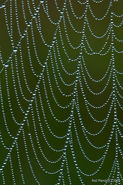 Dew Covered Spider Web, Northern Michigan
