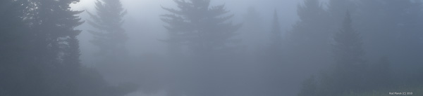 Fog Shrouded Bog, Northern Michigan