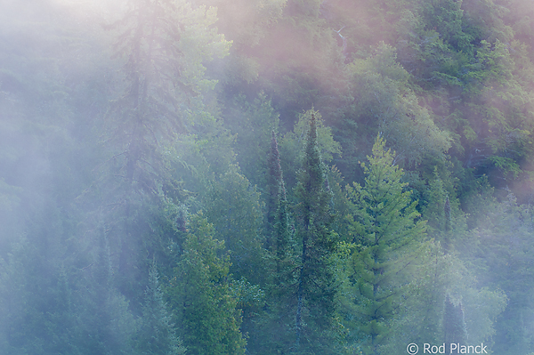 Fog Shrouded Old Growth Forest, Foggy Bogs and Dewy Insects, Michigan