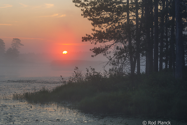 Foggy Bog, Foggy Bogs and Dewy Insects, Michigan