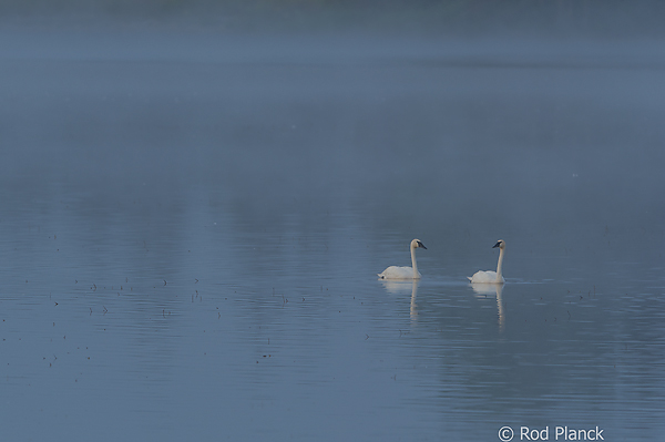 Trumpeter Swans, Foggy Bogs and Dewy Insects Workshop, Michigan