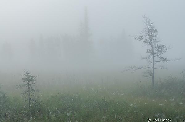 Fog Shrouded Bog, Foggy Bogs and Dewy Insects Workshop, Michigan