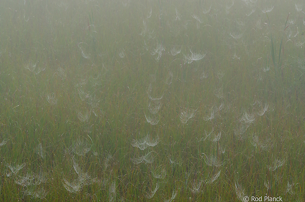 Dewy Covered Orb Webs, Foggy Bogs and Dewy Insects Workshop, Michigan