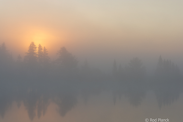 Fog Shrouded Bog, Foggy Bogs and Dewy Insects Workshop, Michigan