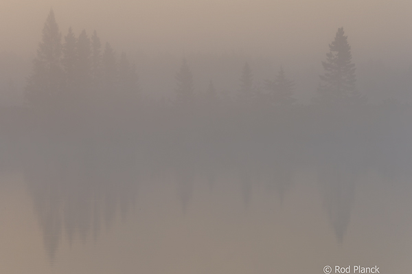 Fog Shrouded Bog, Foggy Bogs and Dewy Insects Workshop, Michigan