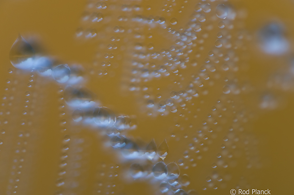 Dew Covered Spider Web, (Multiple Exposure), Foggy Bogs and Dewy Insects Workshop, Michigan