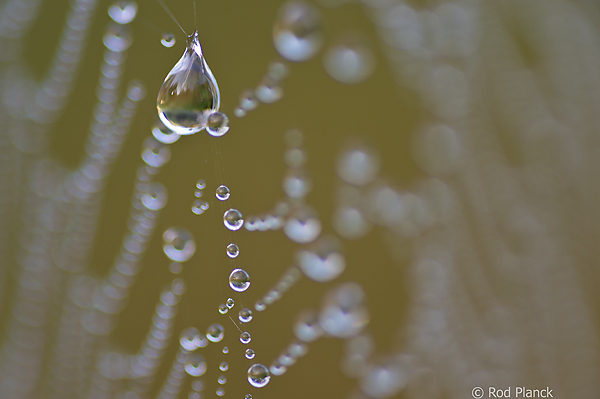 Dew Covered Spider Web, Foggy Bogs and Dewy Insects Workshop, Michigan