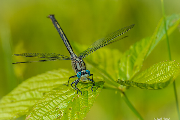 Horned Clubtail Dragonfly, Summer Workshop, Michigan