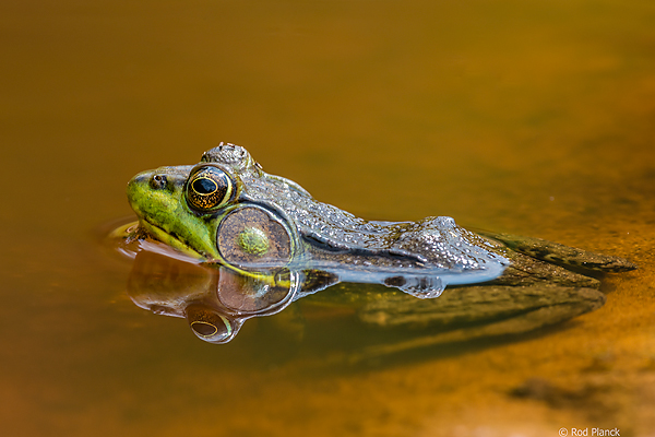 Green Frog, Foggy Bogs and Dewy Insects Workshop