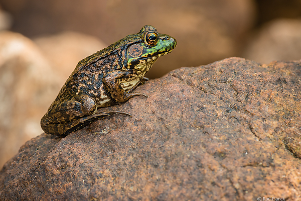 Green Frog, Female, Foggy Bogs and Dewy Insects Workshop, MI