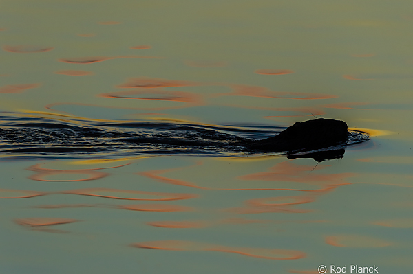 Beaver, At Dawn, Foggy Bogs and Dewy Insects Workshop, MI