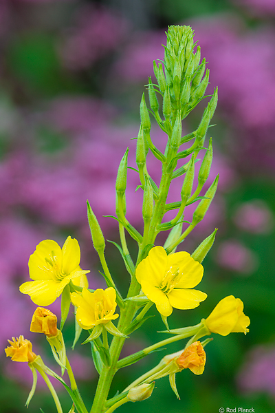 Common Eevning Primrose, Fireweed in Background, Foggy Bogs and Dewy Insects Workshop, MI