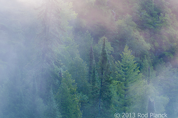 Foggy Bogs and Dewy Insects Workshop, Michigan