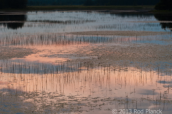 Foggy Bogs and Dewy Insects Workshop, Michigan