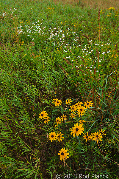 Foggy Bogs and Dewy Insects Workshop, Michigan