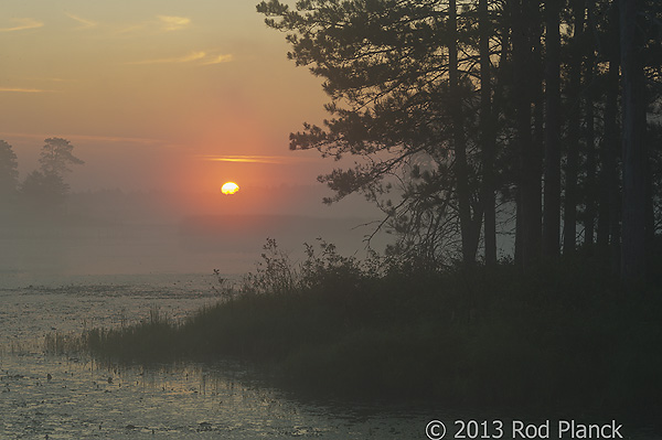 Foggy Bogs and Dewy Insects Workshop, Michigan