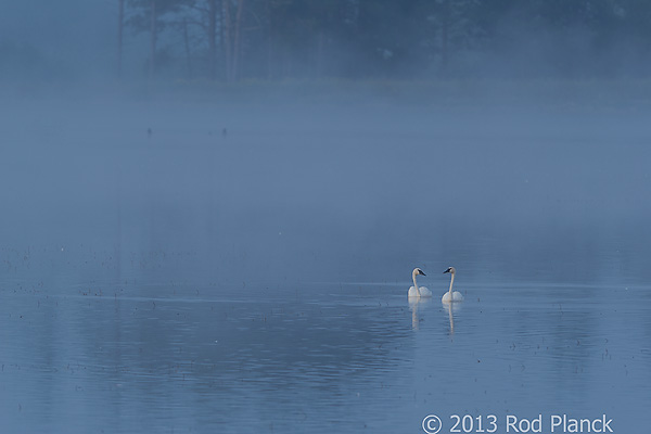 Foggy Bogs and Dewy Insects Workshop, Michigan