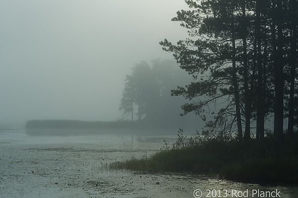 Foggy Bogs and Dewy Insects Workshop, Michigan