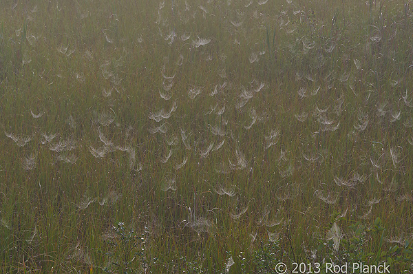 Foggy Bogs and Dewy Insects Workshop, Michigan
