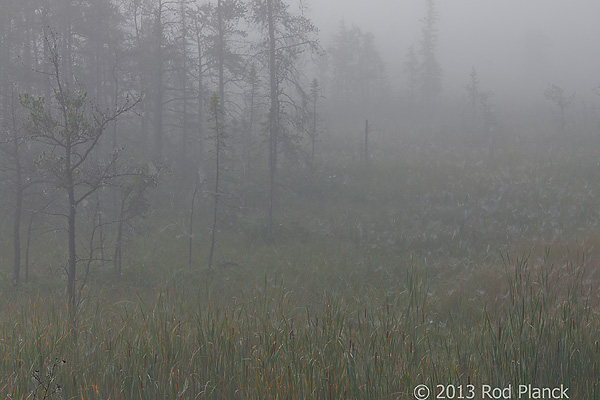 Foggy Bogs and Dewy Insects Workshop, Michigan