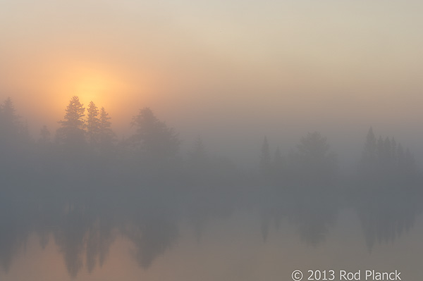 Foggy Bogs and Dewy Insects Workshop, Michigan