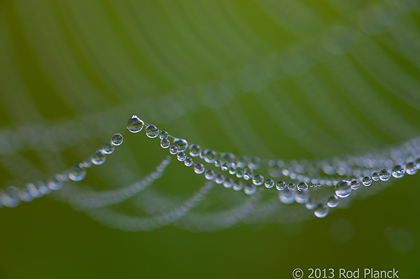 Foggy Bogs and Dewy Insects Workshop, Michigan