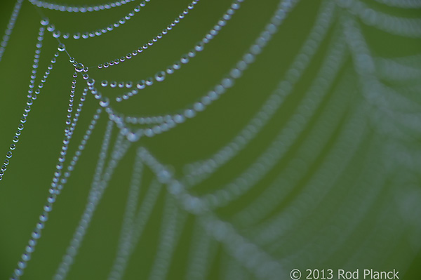 Foggy Bogs and Dewy Insects Workshop, Michigan