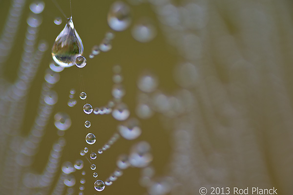 Foggy Bogs and Dewy Insects Workshop, Michigan